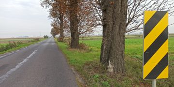 Wytną drzewa. Będą utrudnienia w ruchu