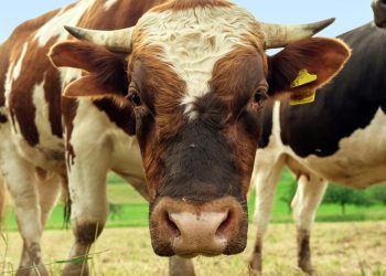 Byk uciekł z gospodarstwa