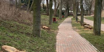 Pytają o powód wycinki drzew. Wójt odpowiada