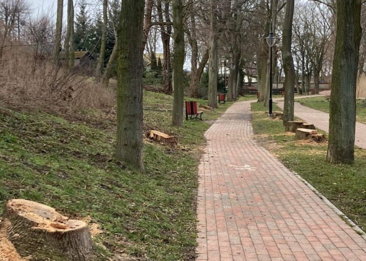 Pytają o powód wycinki drzew. Wójt odpowiada