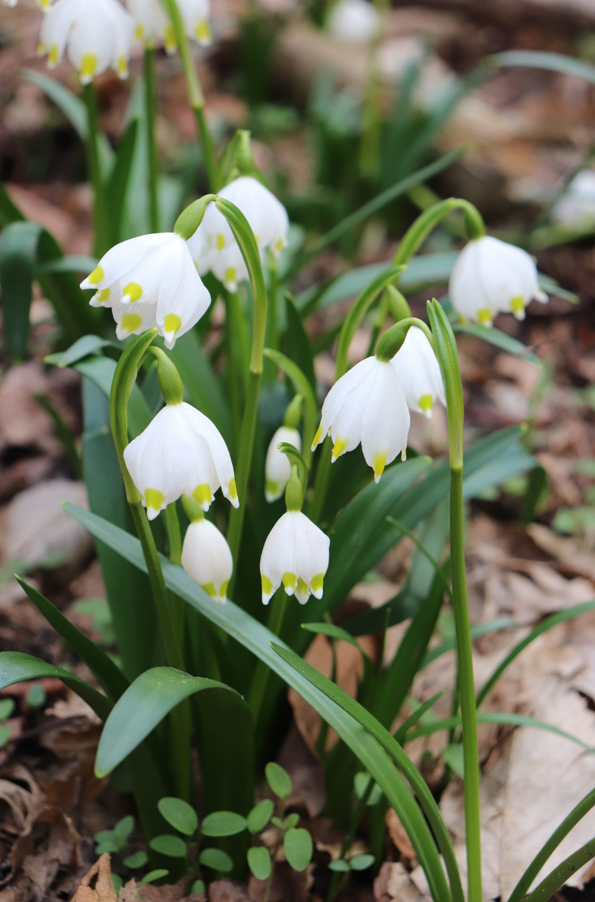 Wiosna w regionie. Tak widzą ją mieszkańcy