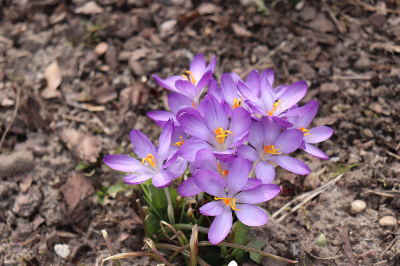 Wiosna w regionie. Tak widzą ją mieszkańcy