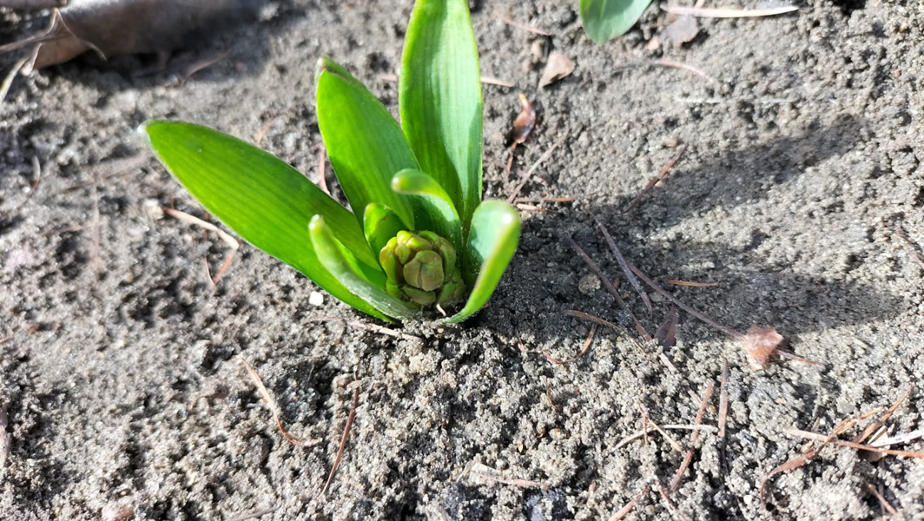 Wiosna w regionie. Tak widzą ją mieszkańcy