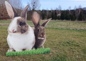 Wielkanoc zawitała do Słupcy