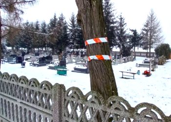 Wytną drzewa na cmentarzu
