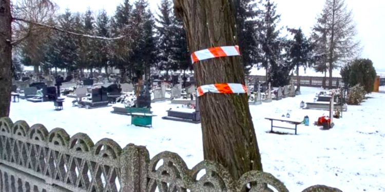 Wytną drzewa na cmentarzu