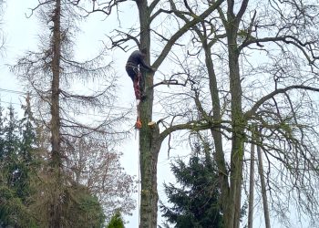 Wycięli drzewa na cmentarzu