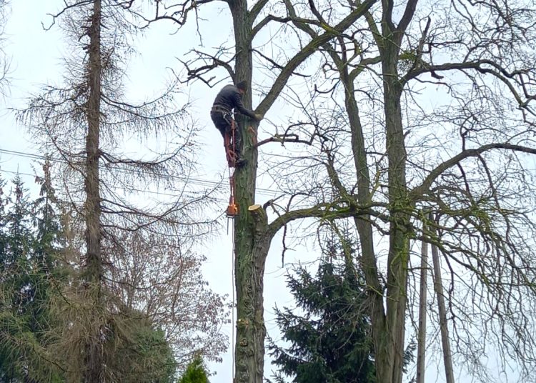 Wycięli drzewa na cmentarzu