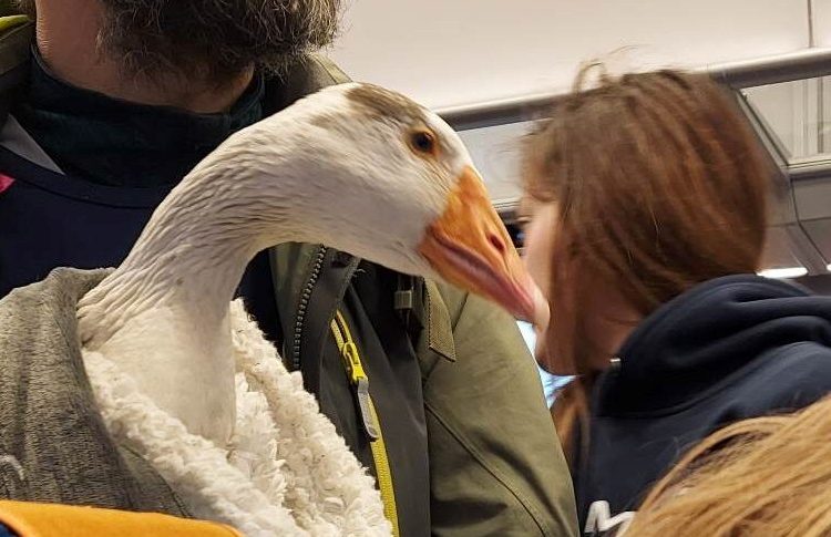 Gęś, kaczka i pies w pociągu