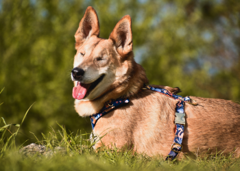 Jakie szelki dla psa wybrać? Najlepsze rozwiązania dla czworonoga