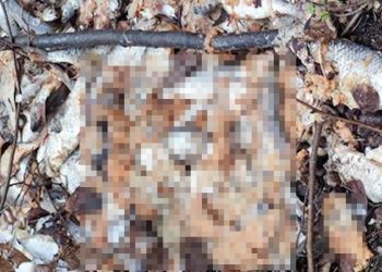 Kto wyrzucił ryby w lesie? „To się w głowie nie mieści”