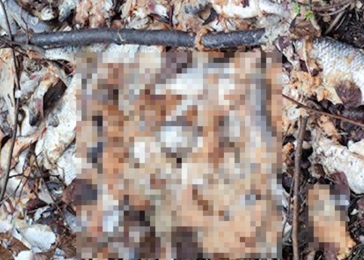 Kto wyrzucił ryby w lesie? „To się w głowie nie mieści”