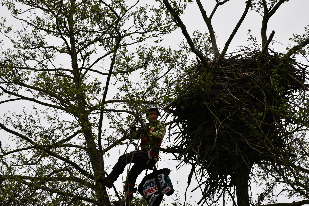 Niecodzienna akcja. W roli głównej orły bieliki