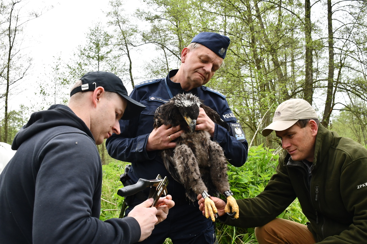 Niecodzienna akcja. W roli głównej orły bieliki