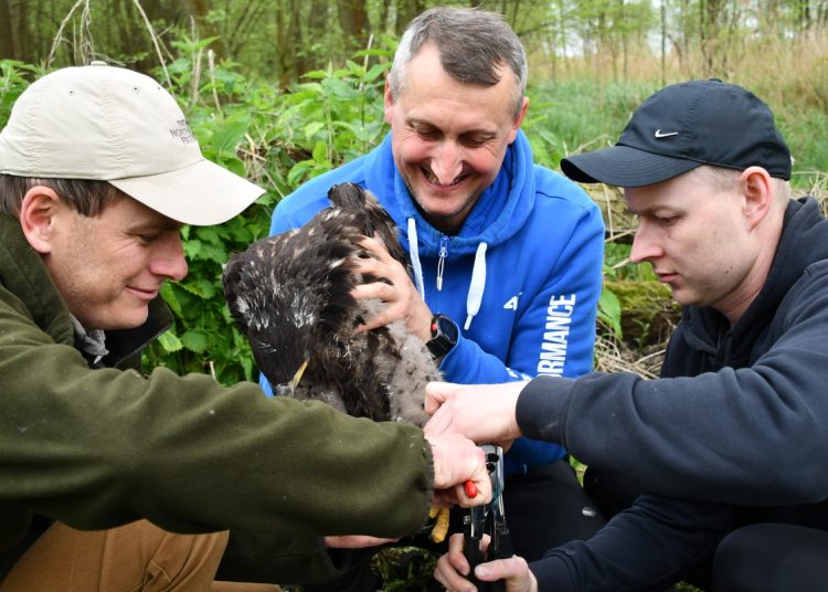Niecodzienna akcja. W roli głównej orły bieliki