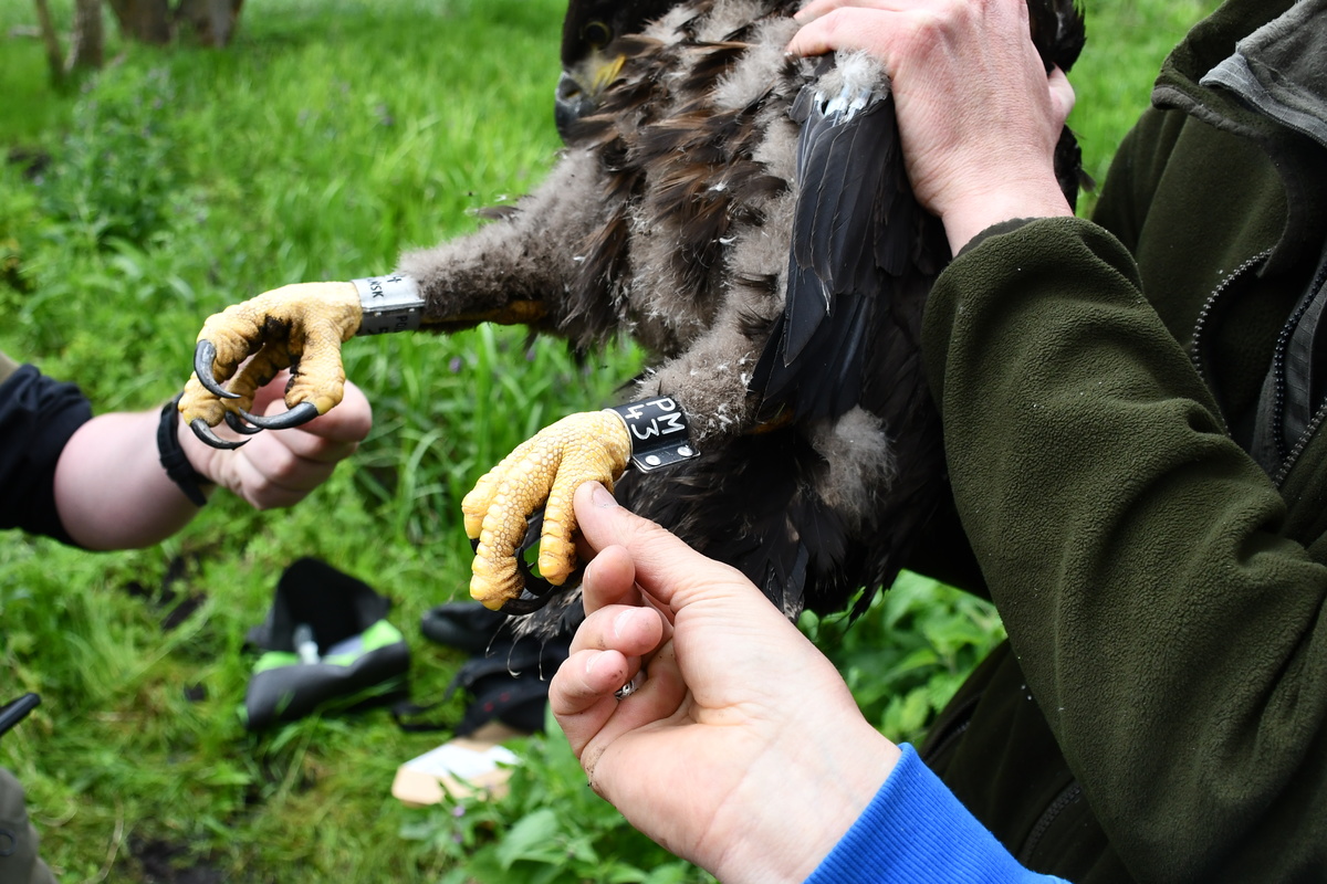 Niecodzienna akcja. W roli głównej orły bieliki