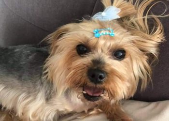 Szukają pieska Amelki