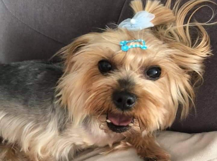 Szukają pieska Amelki