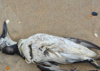 Martwe ptaki nad Jeziorem Powidzkim. Co się stało?