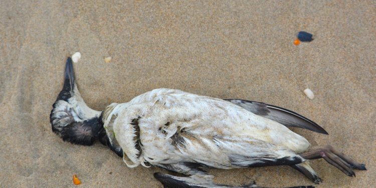 Martwe ptaki nad Jeziorem Powidzkim. Co się stało?