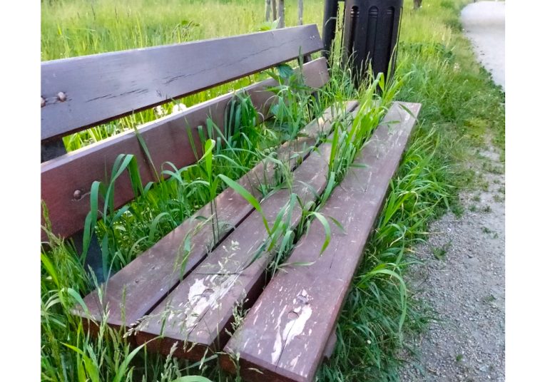 Na promenadzie ławki puściły pędy