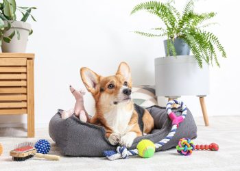 Aktywność fizyczna – akcesoria wspierające kondycję Twojego psa