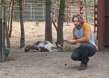 We Włodzimirowie psy zagryzły renifery