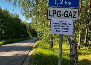 To koniec ptasiej grypy w Powidzu?