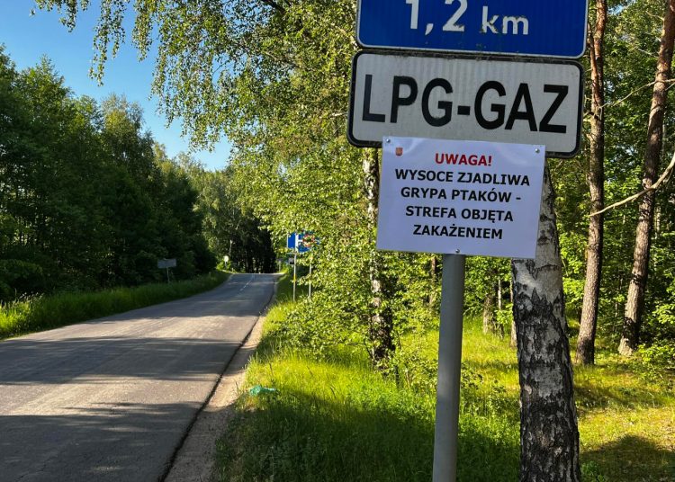 To koniec ptasiej grypy w Powidzu?