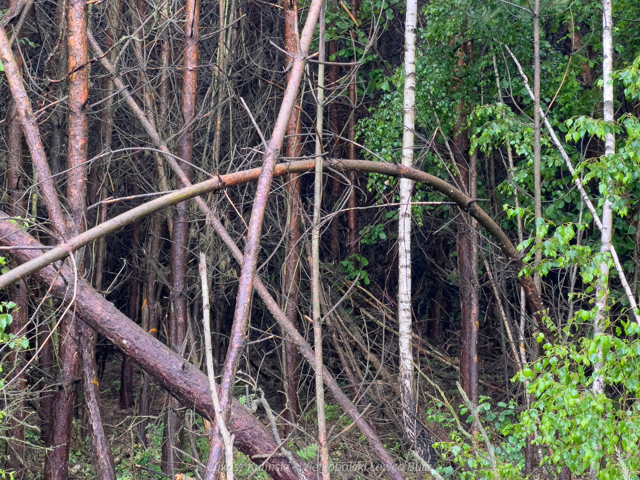 Trąba powietrzna nieopodal Słupcy