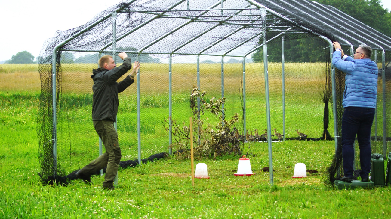 Odchowane w sztucznych warunkach, wypuszczone na wolność
