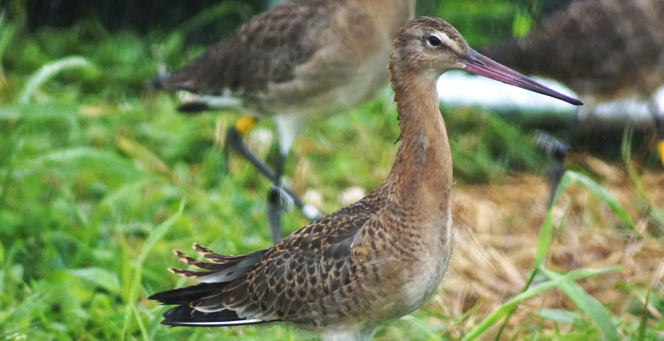 Odchowane w sztucznych warunkach, wypuszczone na wolność