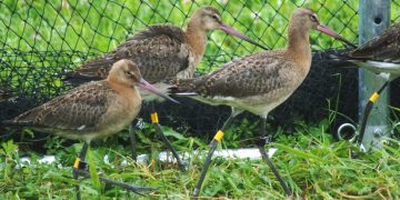 Odchowane w sztucznych warunkach, wypuszczone na wolność