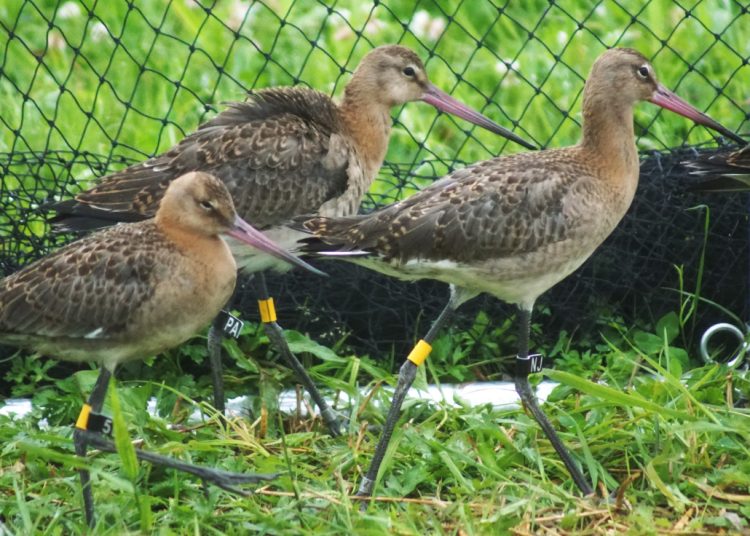 Odchowane w sztucznych warunkach, wypuszczone na wolność