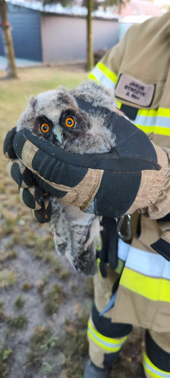 Nietypowa akcja w Ciążeniu. Na ratunek sowom ZDJĘCIA