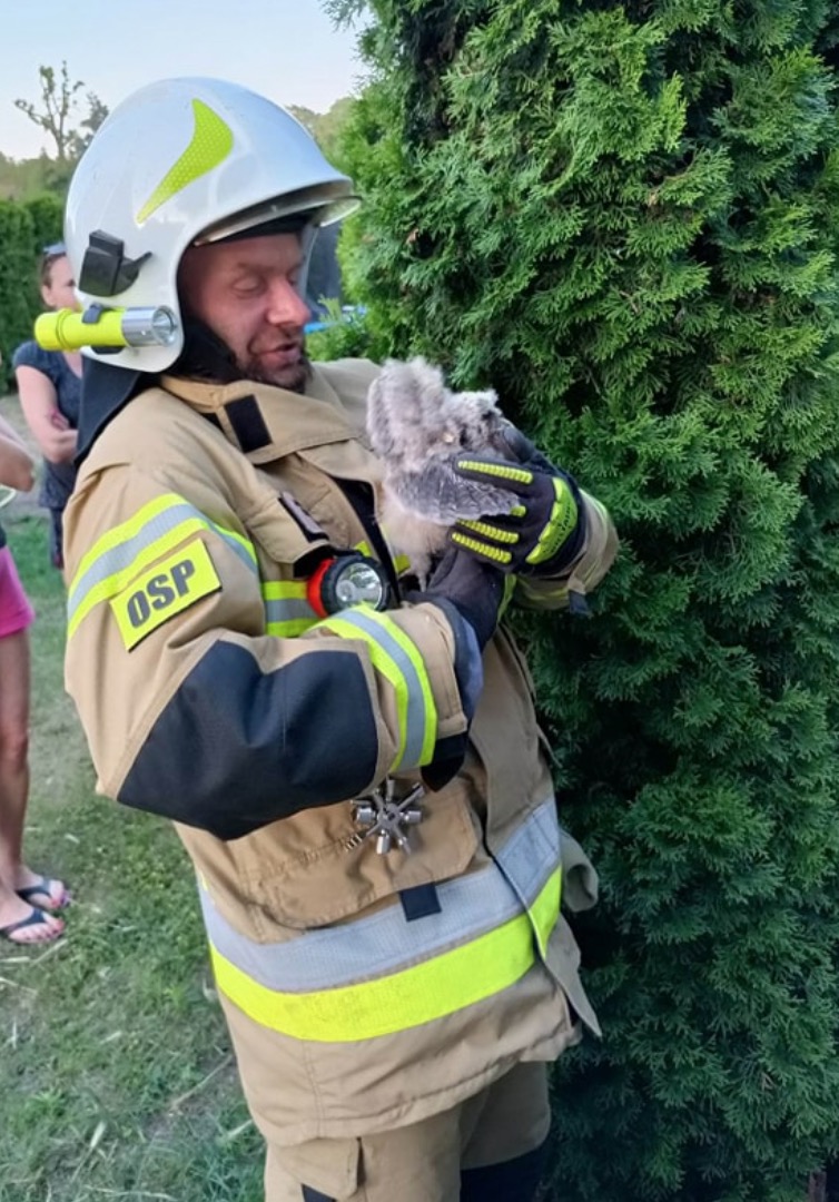 Nietypowa akcja w Ciążeniu. Na ratunek sowom ZDJĘCIA