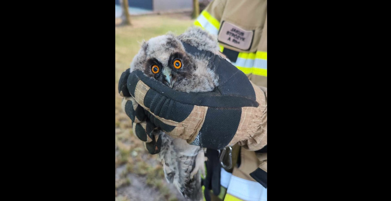 Nietypowa akcja w Ciążeniu. Na ratunek sowom ZDJĘCIA