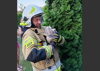 Nietypowa akcja w Ciążeniu. Na ratunek sowom ZDJĘCIA