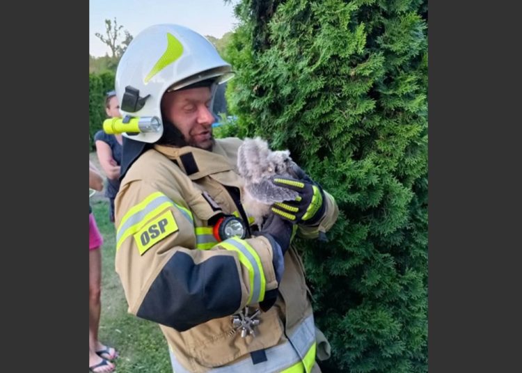 Nietypowa akcja w Ciążeniu. Na ratunek sowom ZDJĘCIA
