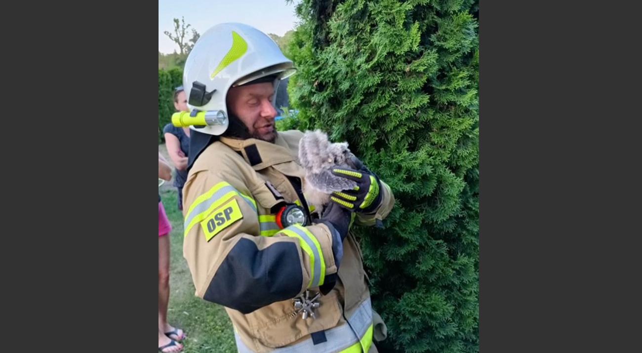 Nietypowa akcja w Ciążeniu. Na ratunek sowom ZDJĘCIA