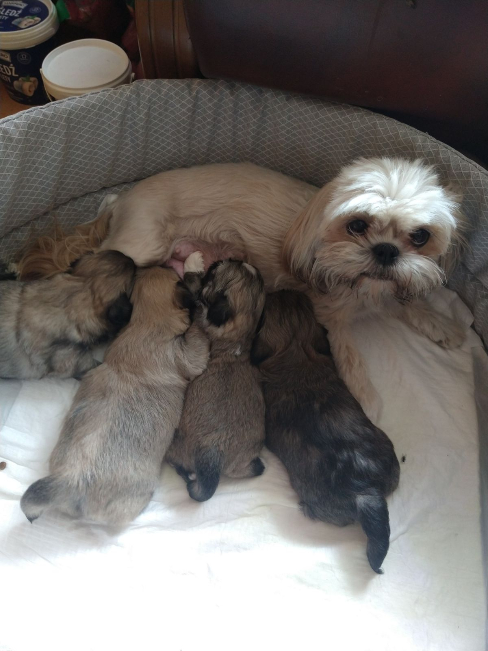 Gminne Zawody Pożarnicze w Gółkowie. Zobacz zdjęcia