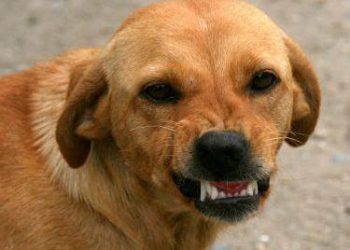 Zagórów: Pilnujcie psów. Będą mandaty!