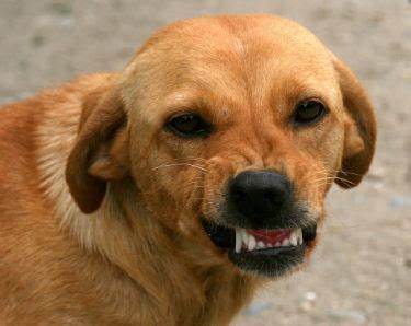 Zagórów: Pilnujcie psów. Będą mandaty!