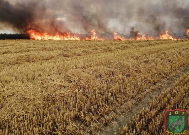 Kolejny pożar zboża na pniu. Interweniowali strażacy