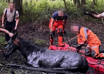 Niecodzienna akcja strażaków. Ratowali konie