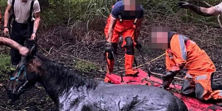 Niecodzienna akcja strażaków. Ratowali konie