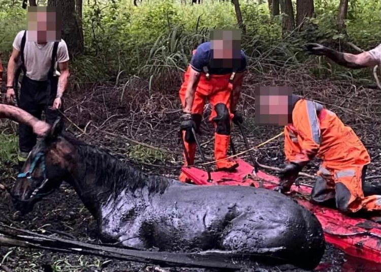 Niecodzienna akcja strażaków. Ratowali konie