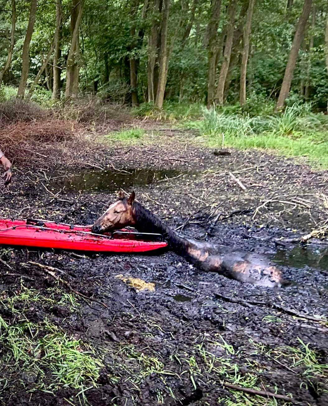 Niecodzienna akcja strażaków. Ratowali konie