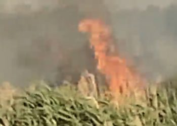 Płonęły łąki Nadwarciańskiego Parku Krajobrazowego