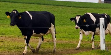 Krowy uciekły z gospodarstwa